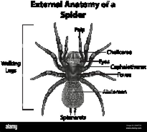 External Anatomy of a Spider on white background Stock Vector Image ...