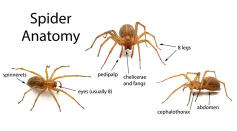 outreach | spiderbytes