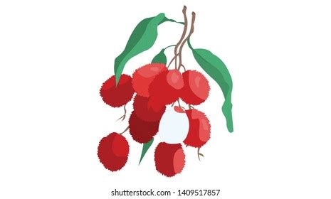 Vector Illustration Lychee Fruit Series Exotic Stock Vector (Royalty Free) 1409517857 | Shutterstock