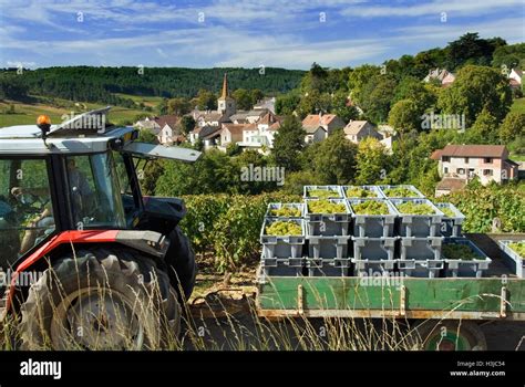 Burgundy harvest scene village tractor trailer Chardonnay grapes of Domaine Bonneau du Martray ...