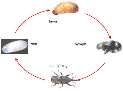 Life cycle of Sitophilus zeamais (Meikle et al., 1999) | Download Scientific Diagram