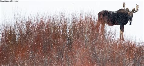 Wildlife Photography Guide to Yellowstone National Park - Nature TTL