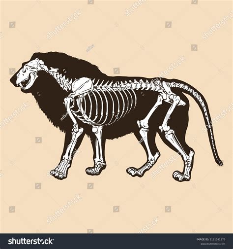 282 Lion Anatomy Stock Illustrations, Images & Vectors | Shutterstock