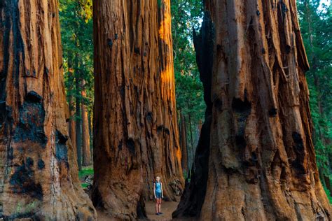 The Largest Tree on Earth: How to Visit The General Sherman Tree - Explore with Alec