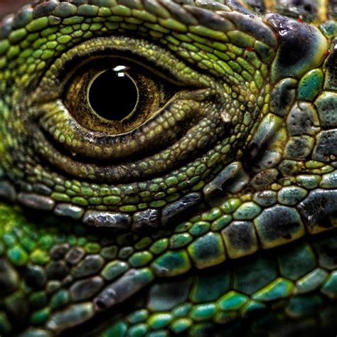 lizard's eye by Hussain almutawaa on 500px | Ojos de animales, Reptiles ...