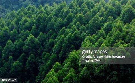 17 Eucalyptus Grandis Stock Photos, High-Res Pictures, and Images - Getty Images