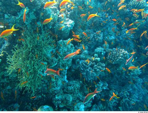 Free Images : water, ocean, floor, underwater, macro, seaweed, fauna, coral reef, plants ...