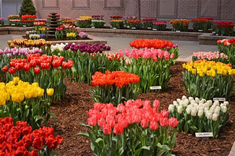 Flowers Everywhere at the Chicago Flower and Garden Show - Shawna Coronado