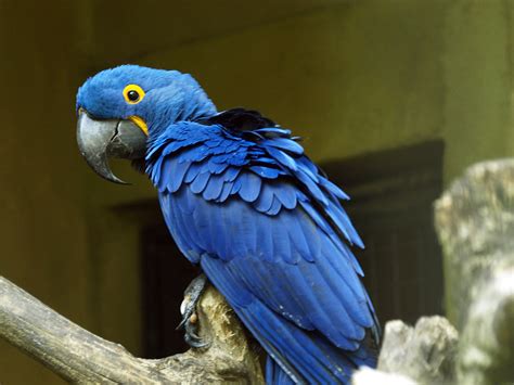 Hyacinth macaw - ZooChat