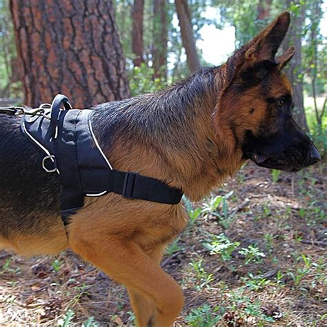 9 Best Dog Harnesses | The Family Handyman