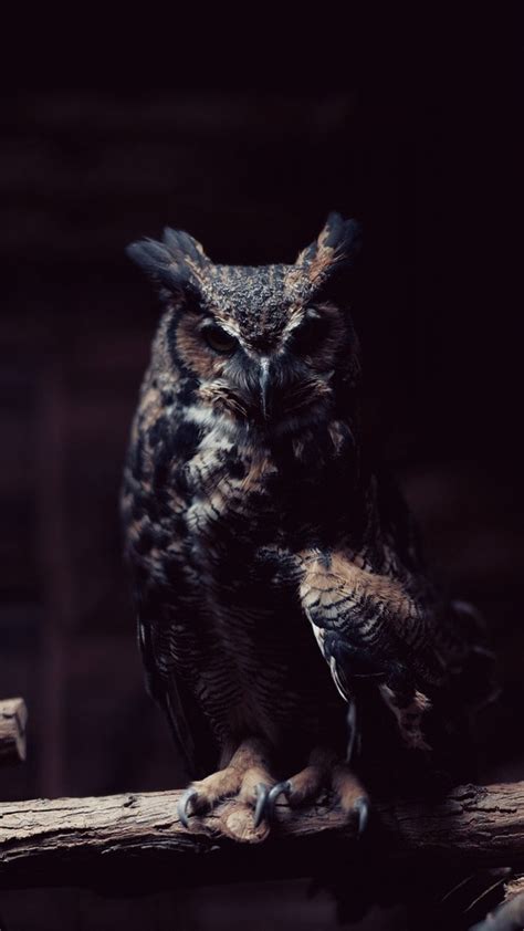 Owl IPhone Wallpaper (80+ images)