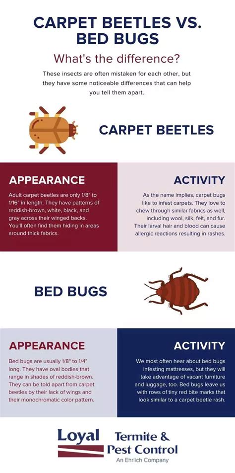 Difference Between Carpet Beetles And Bed Bug Bites | www.resnooze.com