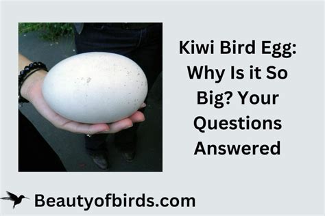 Kiwi Bird Egg: Why Is it So Big? | Kiwi Egg Evolution | Earth Life