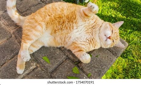 15,401 Fat ginger Images, Stock Photos & Vectors | Shutterstock