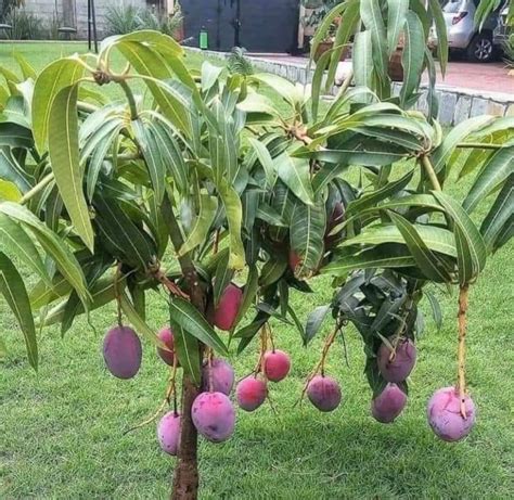 JAPANIS MIYAZAKI MANGO – Indian Glorious Nursery