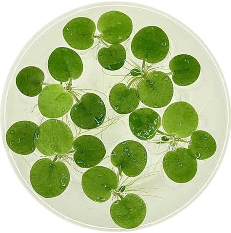 Amazon.com : Water Lettuce - Floating Live Pond Plant : Patio, Lawn & Garden