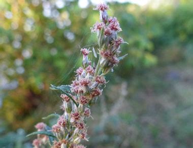 Mugwort: Pictures, Flowers, Leaves & Identification | Artemisia vulgaris