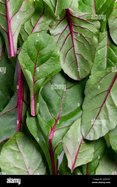 Food background, fresh green baby beetroot leaves Stock Photo - Alamy