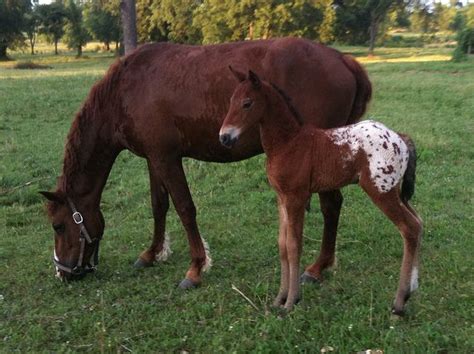 Blanket Appaloosa Bashkir Curly Foal | Foals, Horse breeds, Animals beautiful