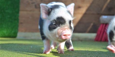 Remember to check out Petpiggies website for lots of micro pig ...