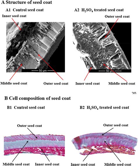 a SEM image of the seed coat cross-section. A1 Structure of control ...