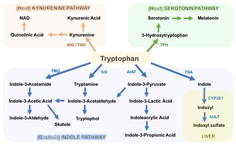 Metabolites | Free Full-Text | Microbial Tryptophan Metabolism Tunes Host Immunity, Metabolism ...