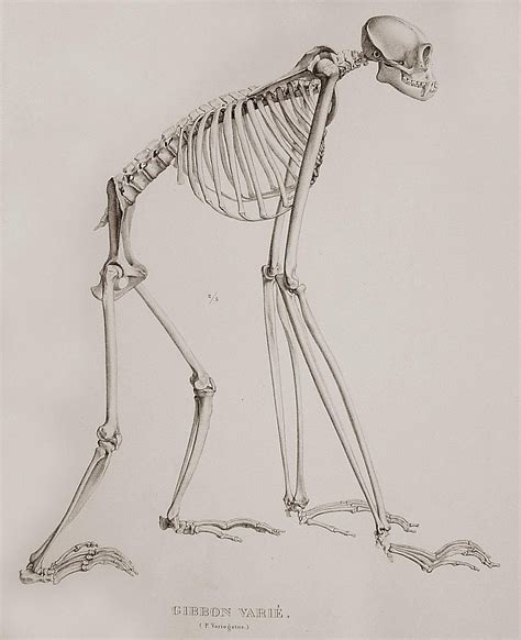 The skeleton of a gibbon. | Animals | Pinterest | Skeletons, Animal anatomy and Anatomy