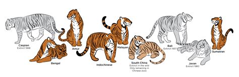 Abe's Animals: Tiger species