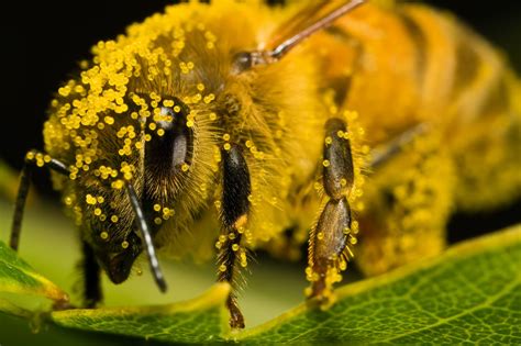 Local Honey for Hay Fever | Raw Organic Honey Melbourne - VicHoney ...