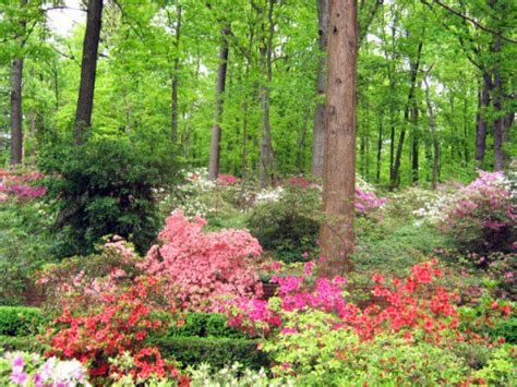 Top 12 Shade Loving plants for a Woodland Garden – gardenpicsandtips.com