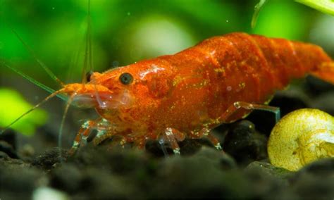 What Do Cherry Shrimp Eat? 10 Of Their Favorite Foods - A-Z Animals