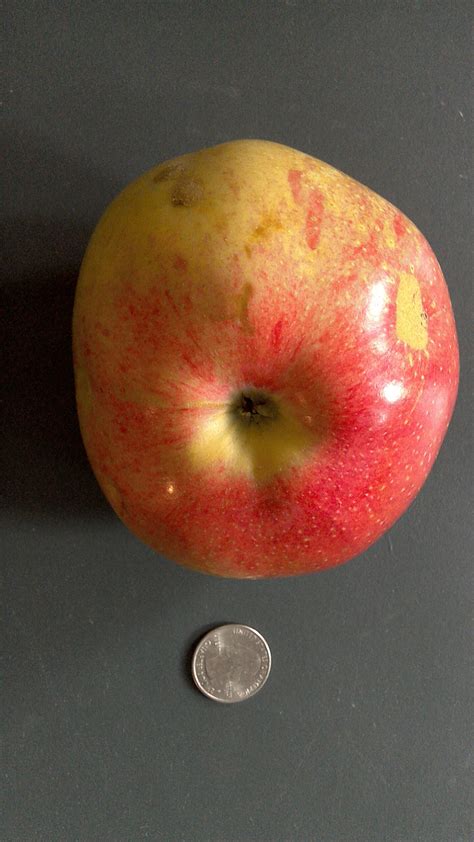 Abandoned old apple tree - General Fruit Growing - Growing Fruit