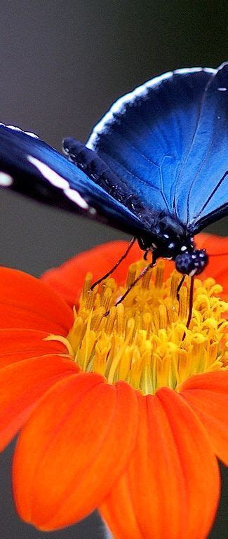 Pin by Jocelyne Boulay on PAPILLON | Beautiful butterflies, Beautiful bugs, Blue butterfly