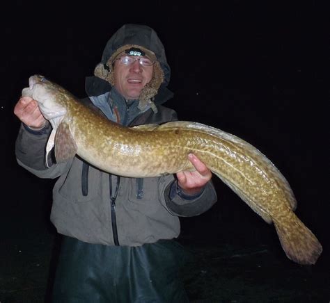 The mystery of the weird Lake Erie burbot, the fish you’ve never caught - cleveland.com