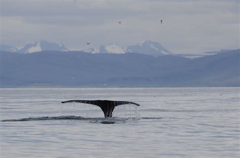 Akureyri Whale Watching | Guide to Iceland