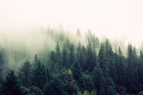 Fog Wallpapers HD Free Download