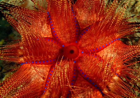 Diving in Anilao with the fire urchin | Scubashooters.net