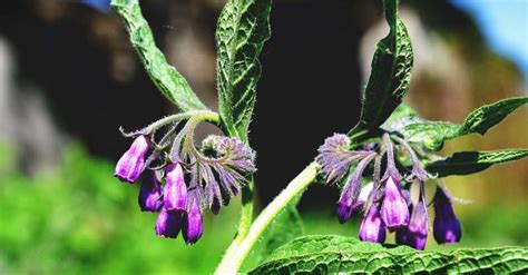 Growing Comfrey: The Complete Guide to Plant, Care, and Harvest Comfrey