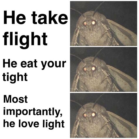 Moth Lamp Meme