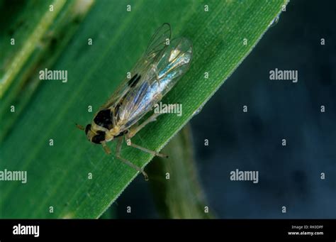 Rice brown plant hopper hi-res stock photography and images - Alamy