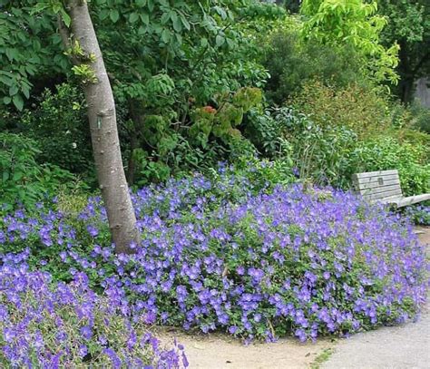 Plant Profile - Geranium Rozanne - Brothers Grimm Landscaping and Design