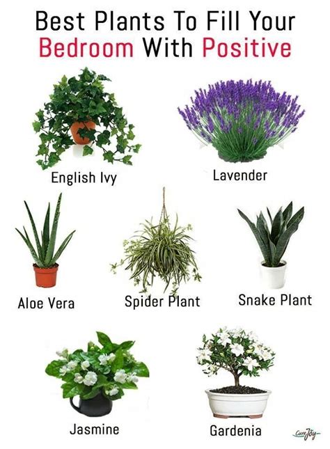 |:.Best Bedroom Plants.:| | Plants, Best plants for bedroom, Bedroom plants