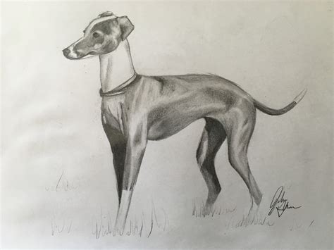 How to Draw Greyhounds (with Pictures) - wikiHow