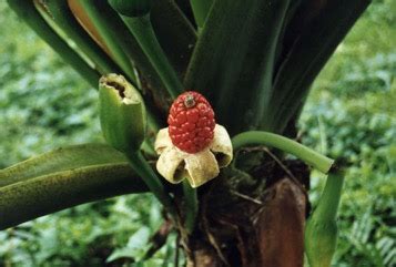 Giant taro Edible Plant