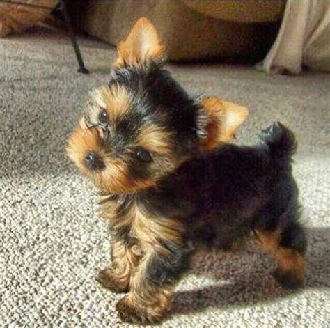 Found on Bing from www.hoobly.com | Perros yorkie, Mascotas bonitas, Cachorros adorables