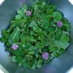 Wild Food Salad & Sautée Recipes