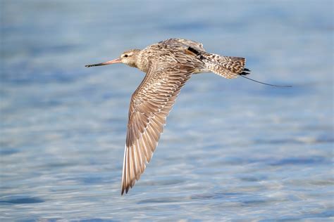 Bar Tailed Godwit Migration