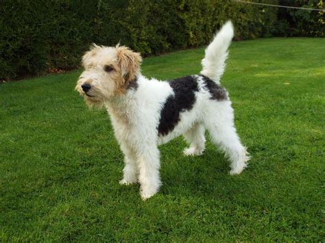 Wire Fox Terrier - Pictures, Information, Temperament, Characteristics, Rescue | Animals Breeds