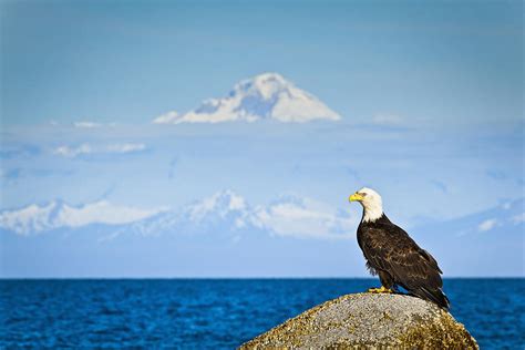 Bald Eagle Perched On A Rock Photograph by Sunny Awazuhara- Reed - Fine Art America