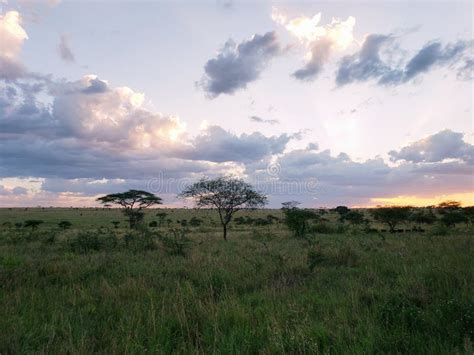 Serengeti Sunset, Serengeti National Park, Tanzania Stock Image - Image ...